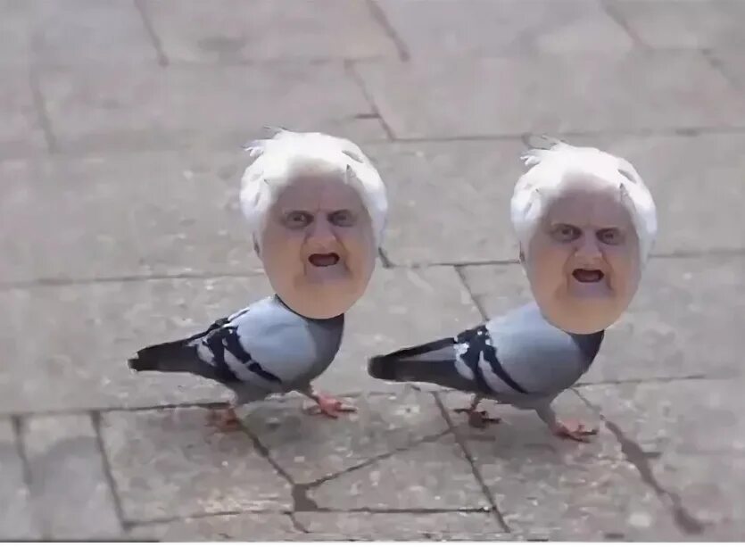 Ильина елена яковлевна четвертая высота. Токийский гуль канеки голубь. Гулька наташа. Скрещенные голуби. Гули-гули колыбельная.