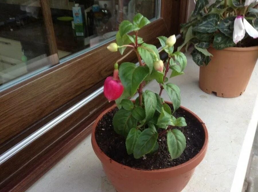 Фуксия листья скручиваются. Фуксия листья. Фуксия листья скручиваются. Фуксии ржавчина. Фуксия светлеют листья.