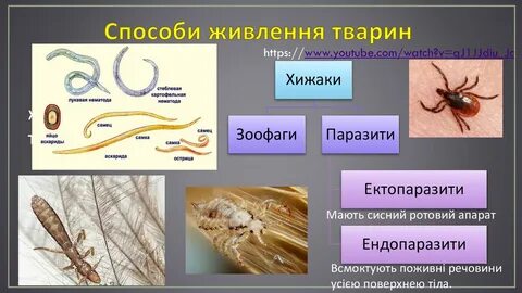 Зоофаги