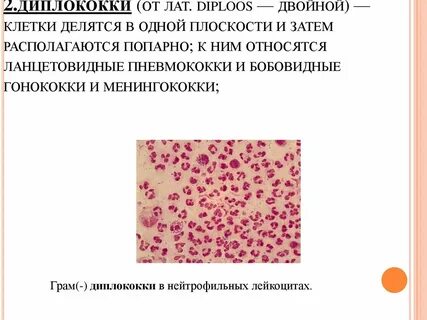 Диплококки это