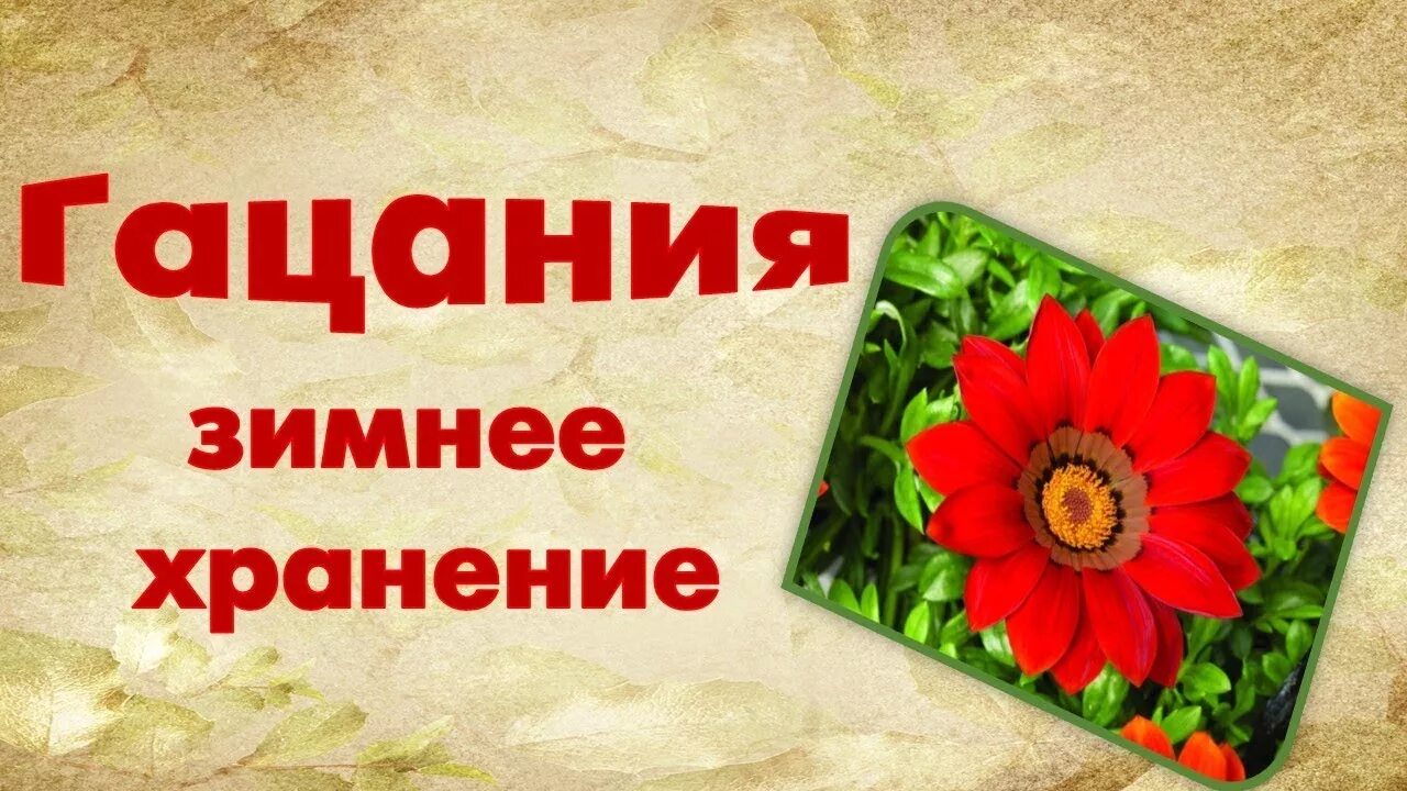 Как сохранить гацанию зимой. Гацания хранение зимой. цания. как сохранить зимой гацанию?.