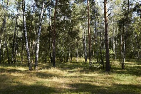 Кузьминский лес