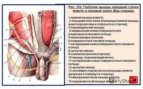 Паховые мышцы