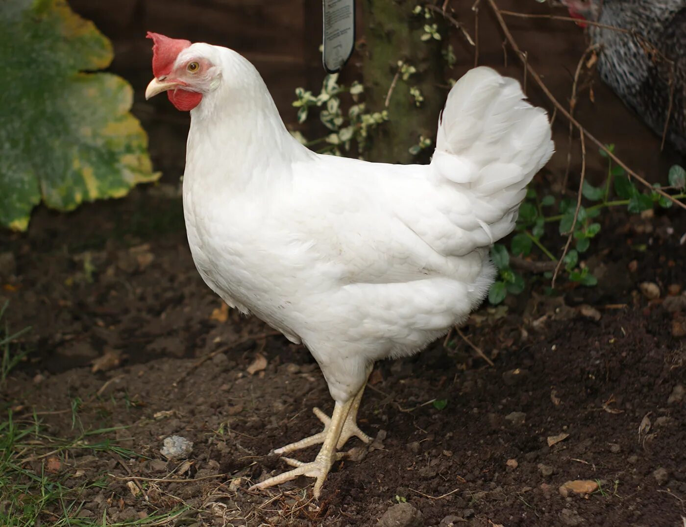 леггорн белый стандарт. белые куры характеристика. белые куры характеристика. московская белая куры несушки. леггорн мраморный куры.