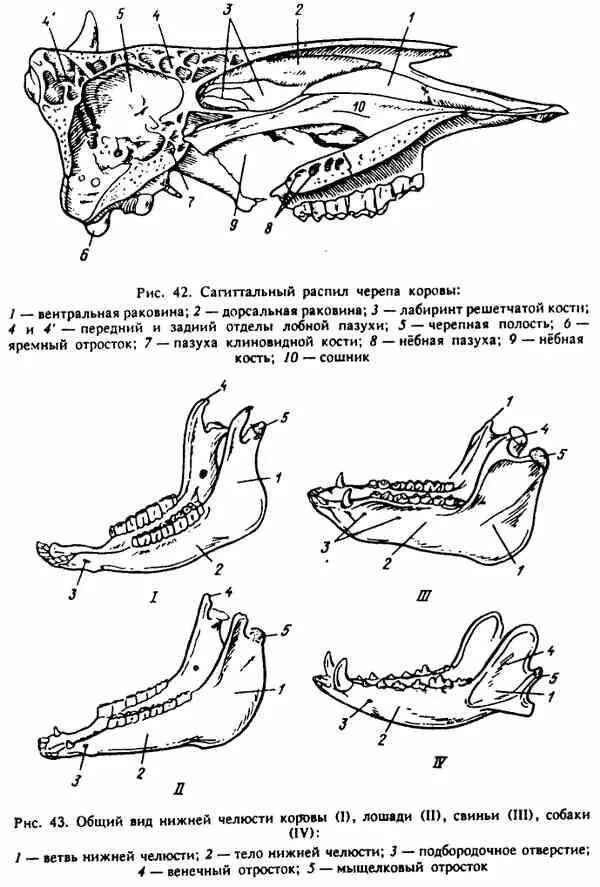 Нижняя челюсть коровы анатомия. Строение нижней челюсти овцы. Лошадь нижняя челюсть снизу. Нижняя челюсть КРС анатомия.