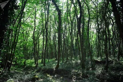 S forest
