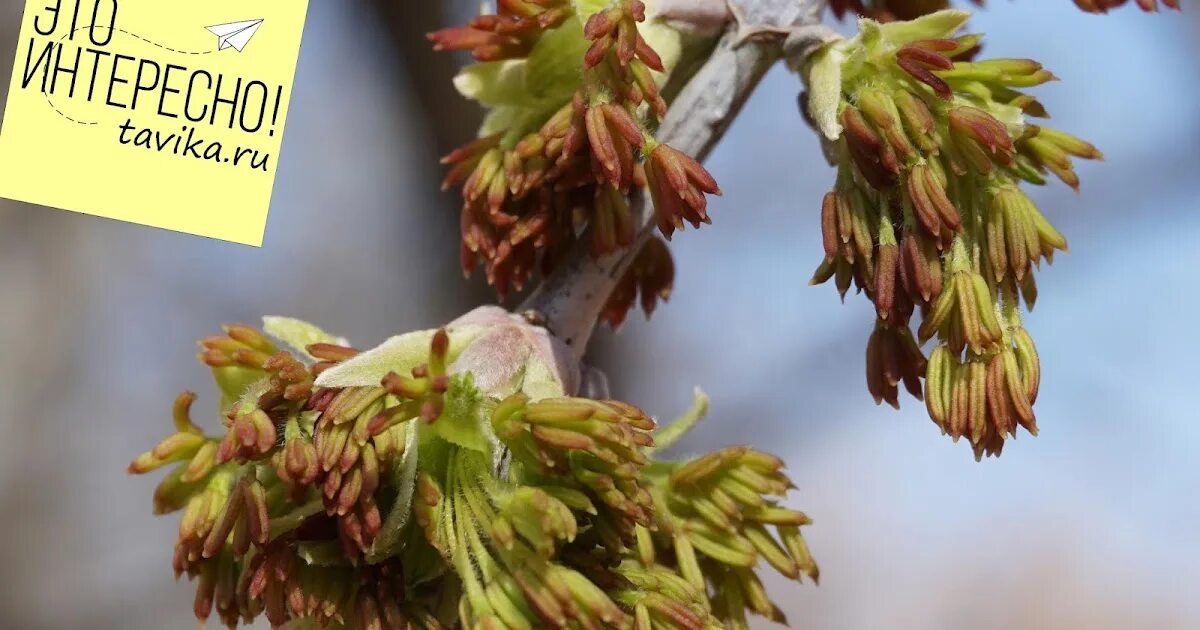 Весенние маршруты. Весенние маршруты. Весенние маршруты. Детская фенология. Фенология фото.