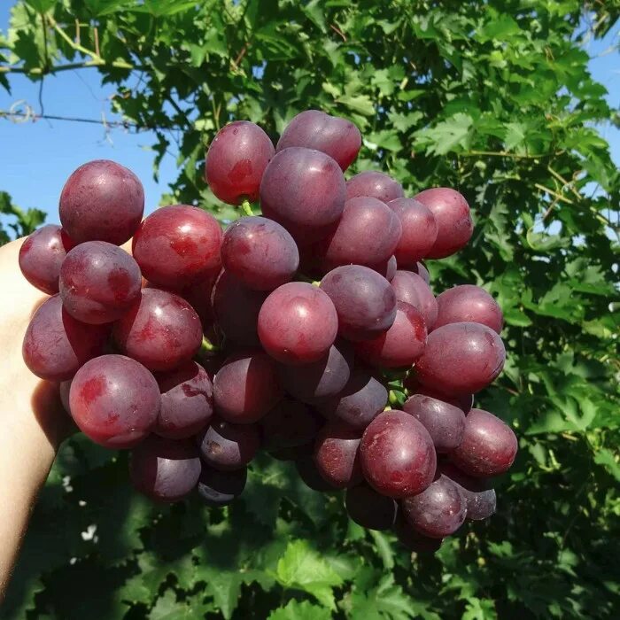 Виноград Памяти учителя - Каталог - Sadko-Plant.ru