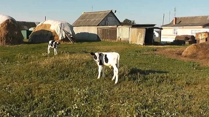 Чичерина тамбовская область. Покрово-чичерино тамбовская область. Чичерино тамбовская область. Токарёвка тамбовская область природа. Тамбовская область деревня лычная.