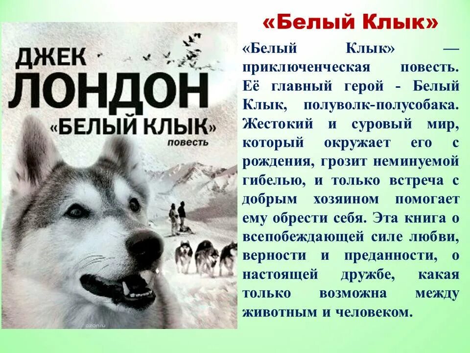 Белый клык читать джек лондон краткое содержание. Лондондж. &quot;белый клык&quot;. лондон д. &quot;чтение-лучшее учение. белый клык&quot;.