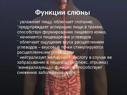Функции выполняемые слюной человека