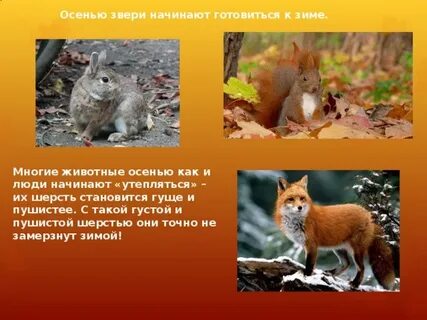 Сезонные изменения в жизни животных 2 класс