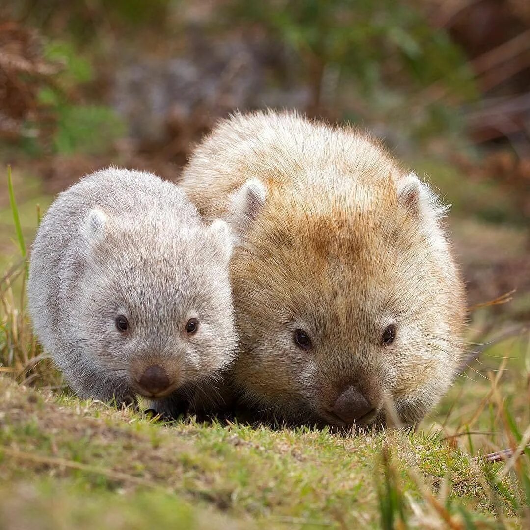 Wombat перевод. Северный шерстоносый вомбат. Австралийский вомбат. Медвежий вомбат. Вомбат детеныш.