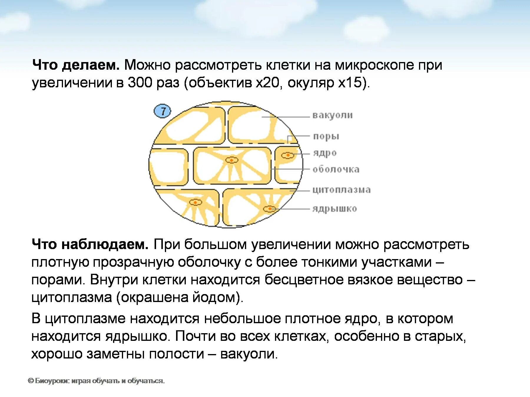 Какую функцию выполняют сухие чешуи. Лабораторная работа приготовление микропрепарата клеток растений.