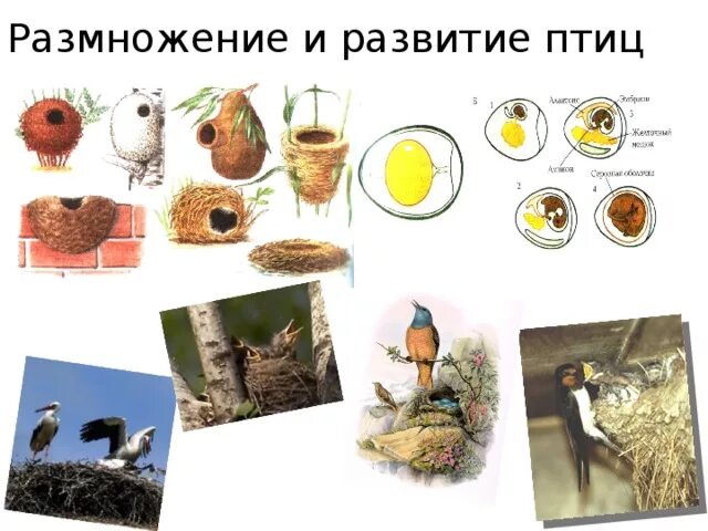 Размножение и развитие птиц. Класс птицы размножение и развитие. Размножение и развитие птиц конспект. Этапы размножения птиц.