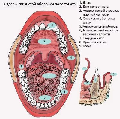 Слизистая ротовой полости строение. Поражения слизистой оболочки ротовой полости. Опухоль слизистой ротовой полости. Слизистая оболочка рта. Воспаления слизистой кроссворд