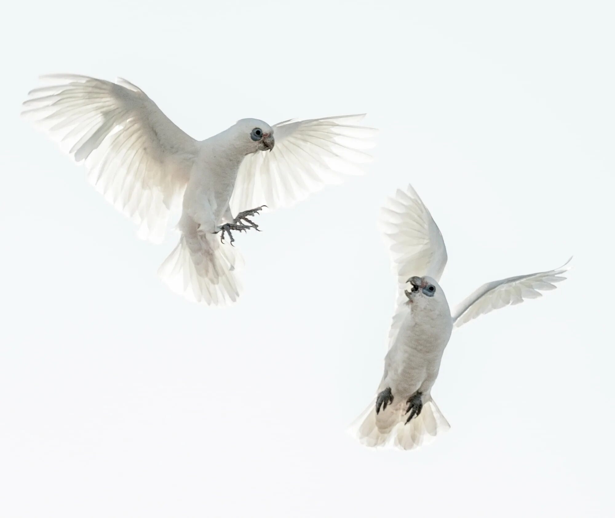 Птицы белые летели и кричали текст. Белая птица. Белые летающие птицы. Две белые птицы. Голуби кружат.