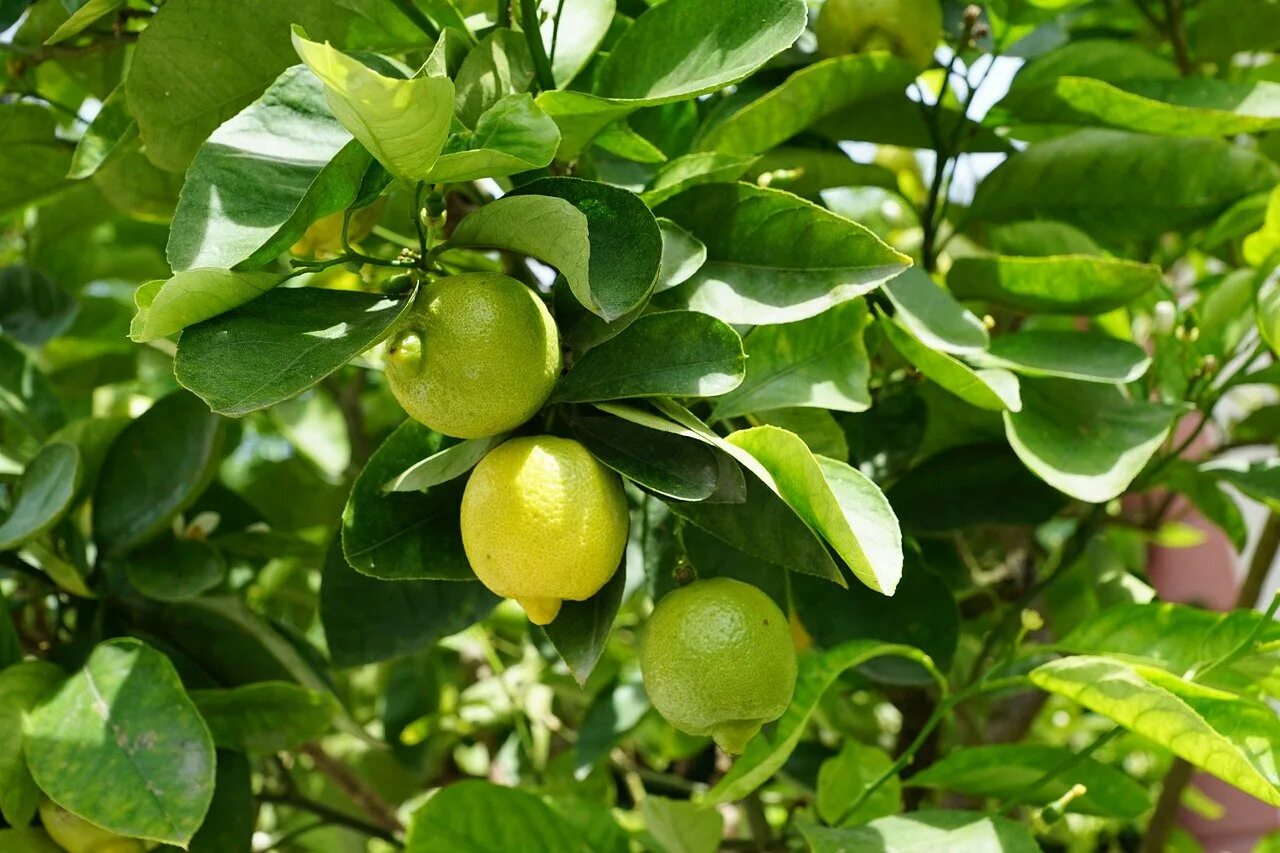 Маленькое лимонное дерево. Lemon Tree (лимонное дерево). Лимон Citrus Limon. Цитрус (комнатное растение) лайм Рангпур. Кафрский лайм.
