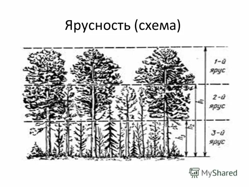 Ярусность выражена слабо. Ярусность выражена слабо