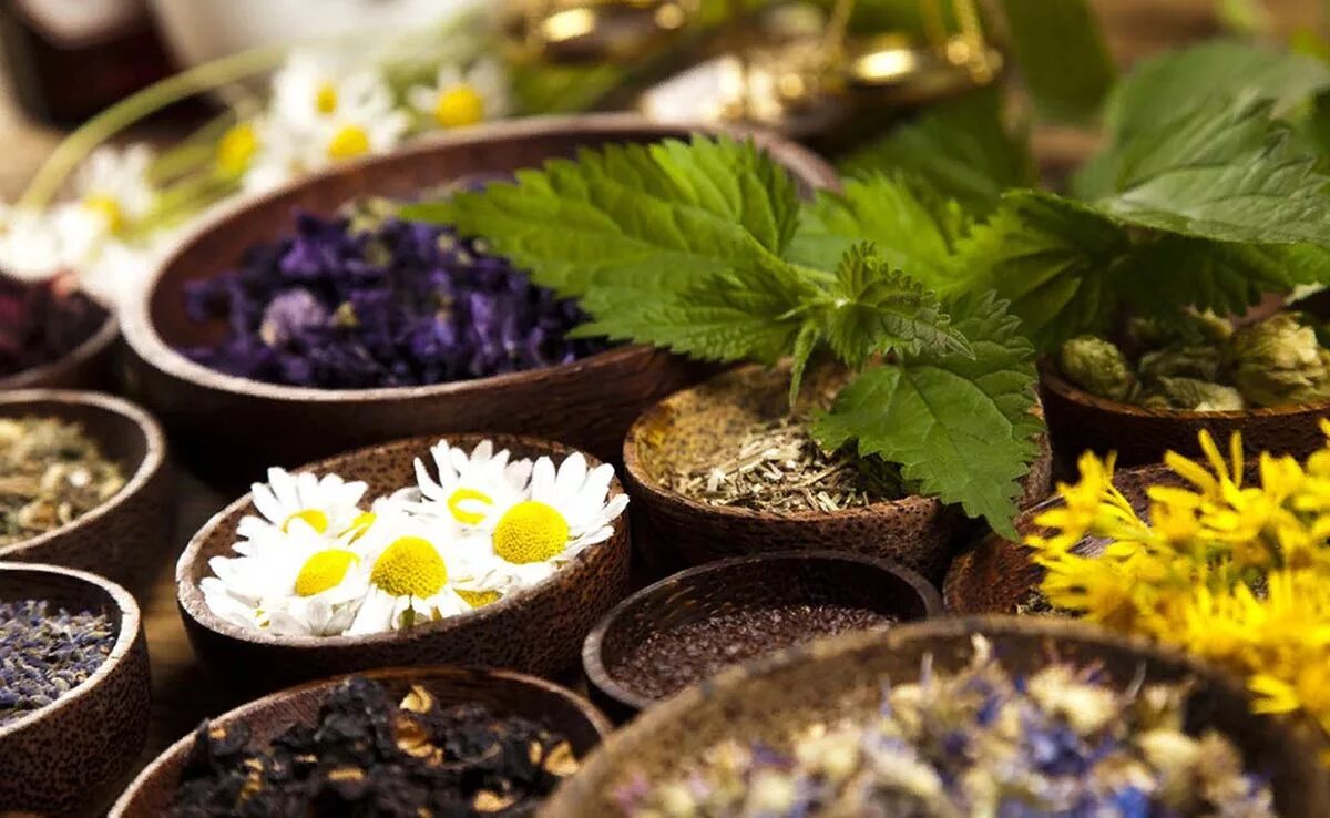 Лечение лекарственными растениями. Целебные растения. Лекарственные травы. Настои из лекарственных растений. Лекарственные травы.