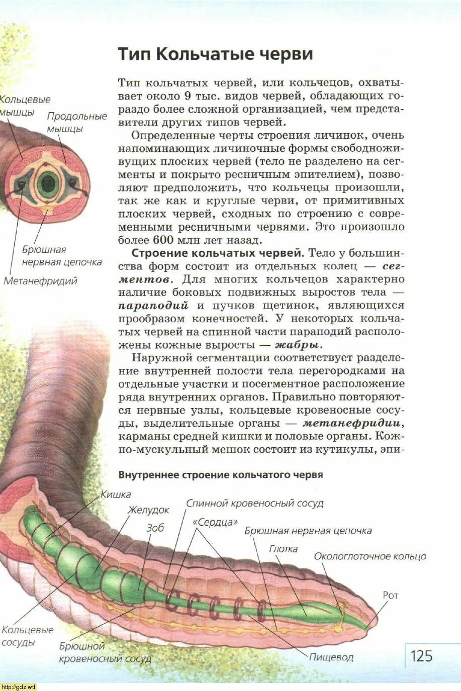 Сквозной кишечник у червей. Строение червя биология. Кольчатые черви строение 7 класс. Внутреннее строение кольчатых червей. Нервная система у кольчатых червей ЕГЭ биология.