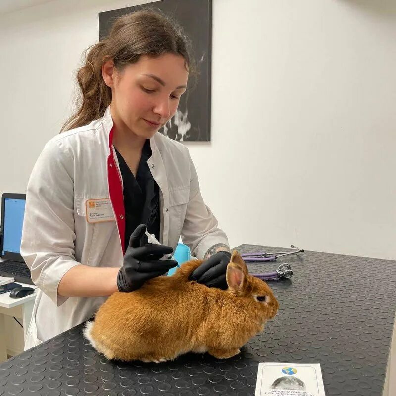 европейский ветеринарный центр. бесплатная консультация ветеринара. Evc европейский ветеринарный центр магистральная. европейский ветеринарный центр. европейский ветеринарный центр evc.