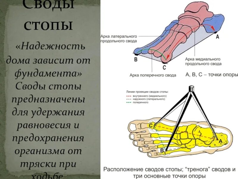 Поперечный свод стопы анатомия. Продольный и поперечный свод стопы. Опорные точки стопы. Точки опоры продольного свода стопы. Три свода стопы.