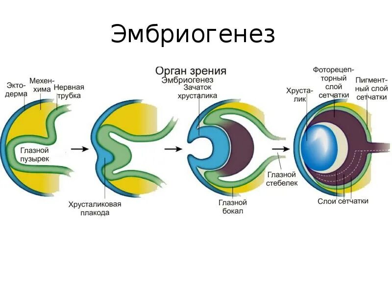 Развитые органы зрения