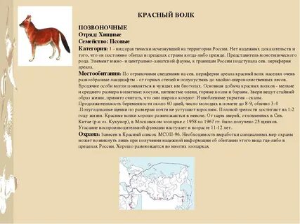 Описание красного волка из красной книги