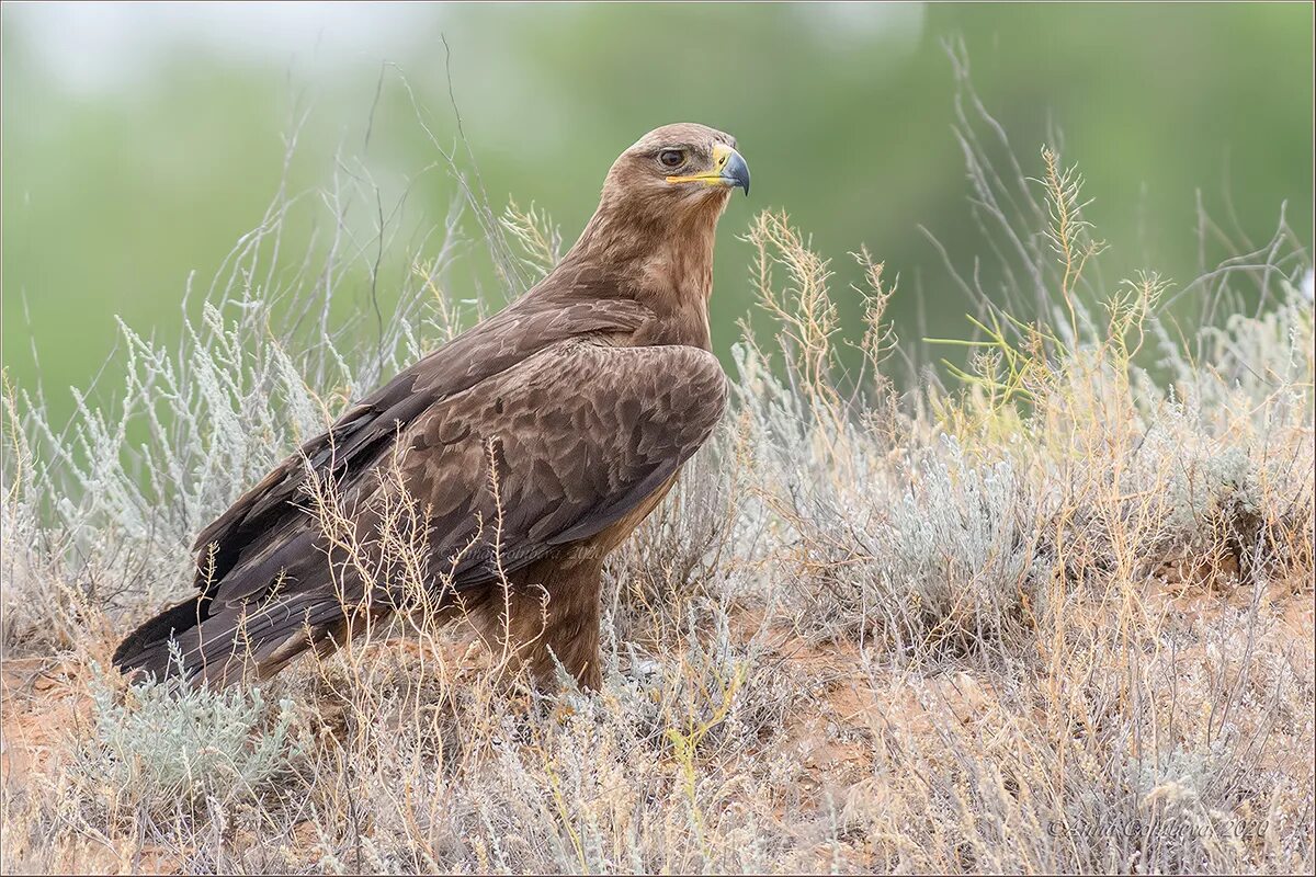 Степной Орел Aquila Rapax. Степной орёл Aquila nipalensis Hodgson, 1833. Aquila Rapax nipalensis - Степной Орел. Птицы Калмыкии Степной Орел. Орел степная птица