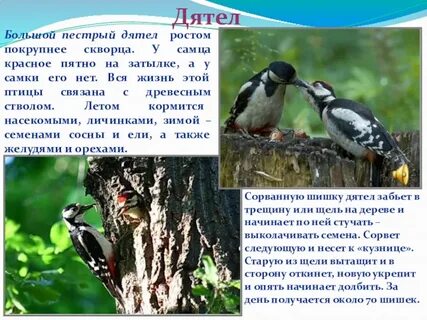 Форма адаптации большого пестрого дятла