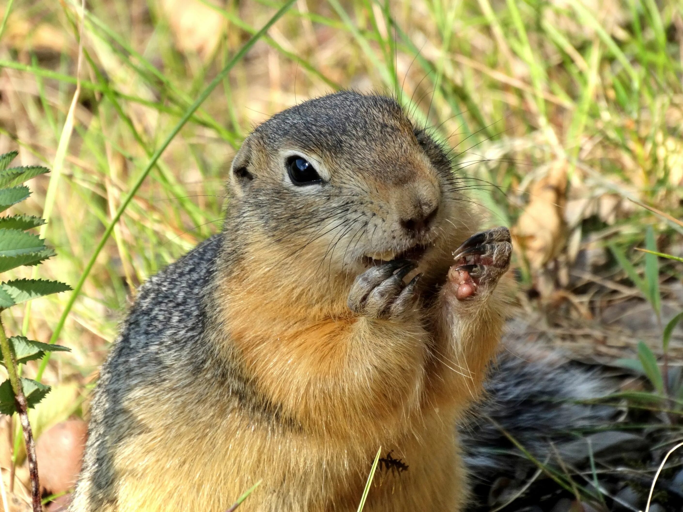 Дикий суслик. Крапчатый суслик. Айдахский суслик. Европейский суслик (Spermophilus citellus). Крапчатый суслик детеныш.