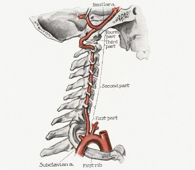 V4 позвоночной артерии. V4 сегмент позвоночной артерии. Сегменты v3 v4 позвоночной артерии. Сегменты v1 v2 позвоночных артерий.