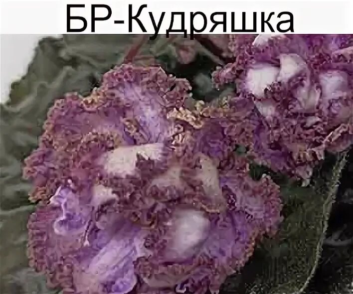Фиалка кудряшка сью Buket-msk.ru