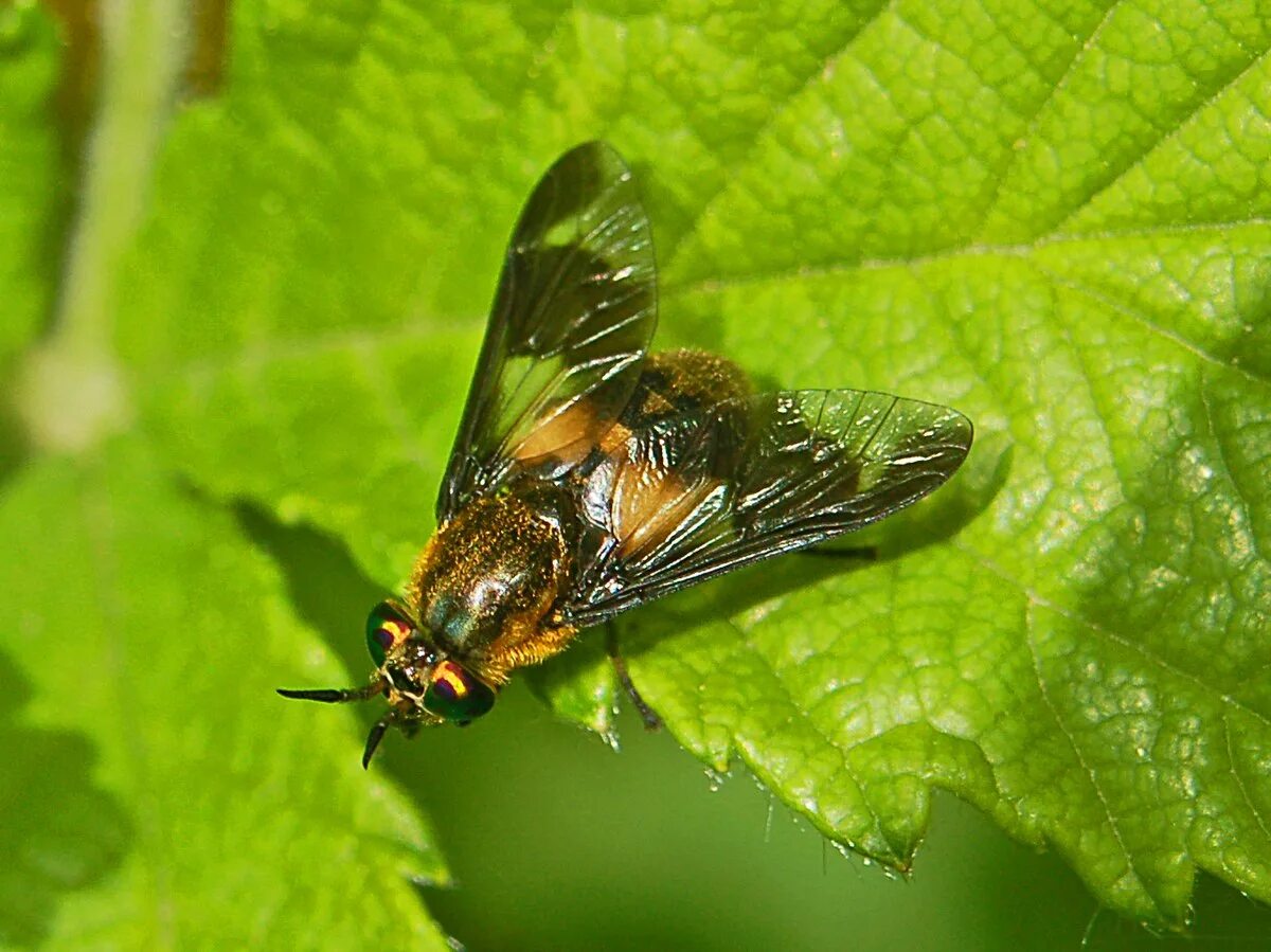 Мухи в лесу. Слепень Tabanus chrysurus. Слепень златоглазка. Слепень и Овод. Слепни (Tabanidae).