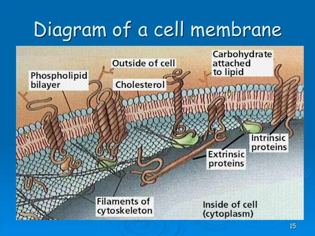Cell membrane. Cell membrane diagram. клеточные мембраны и их структура диаграмма. cell surface membrane. lipid membrane.