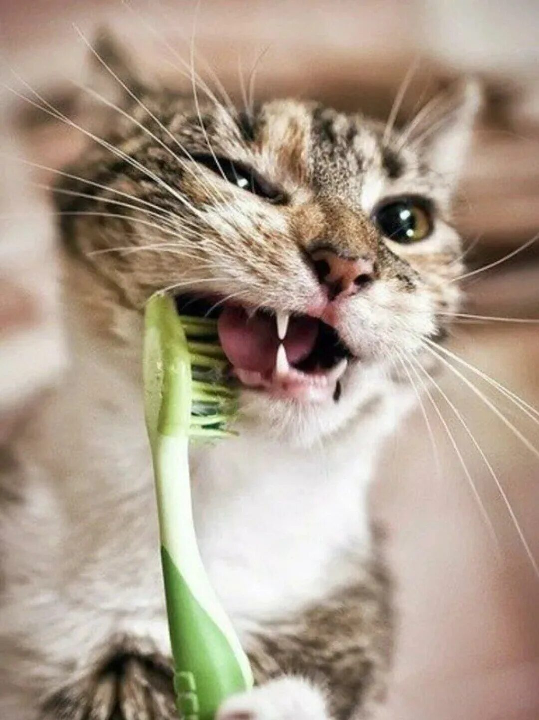 Котам надо чистить зубы