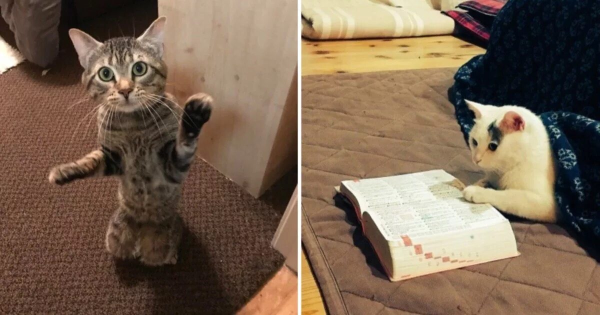 Кот совсем не ест. Сообразительный кот. суперспособность кошек. умственные способности кошек видео. котов которые совсем при совсем при совсем разноцветные.