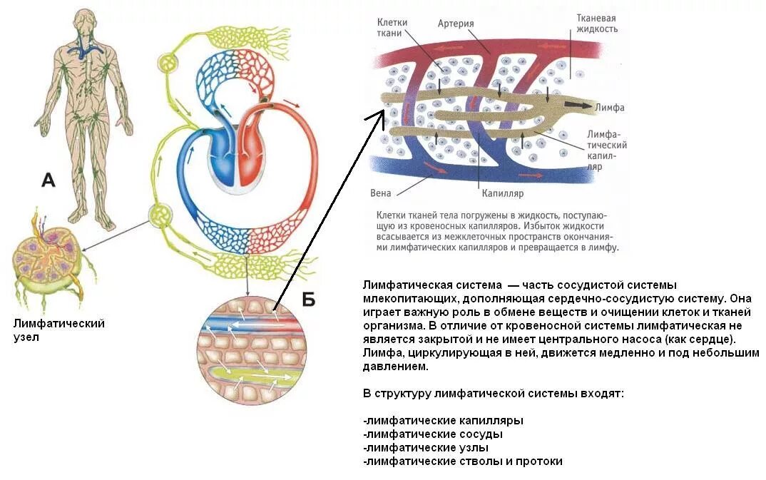 Движение лимфы в организме схема. Схема образования лимфатической системы. Лимфатическая система схема движения лимфы. Схема направления движения лимфы лимфатической системы человека. Возврат жидкости в кровеносную систему