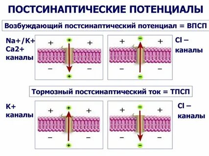 Постсинаптический потенциал