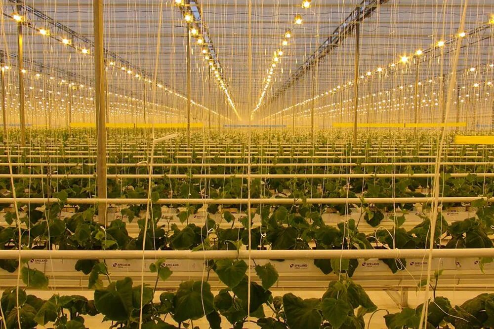 Теплицы елец. Дом теплица. Теплицы родина семилукский район. Тк нижегородский тепличный комбинат. Тепличный комбинат елецкие овощи.