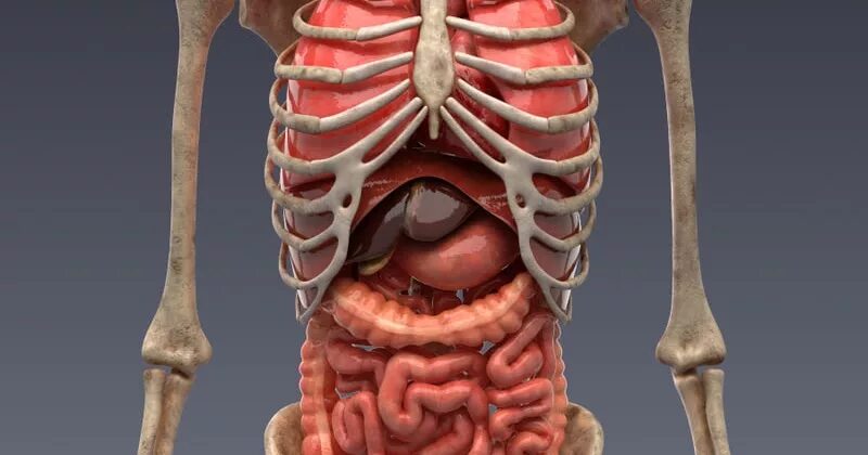 Скелет с внутренними органами