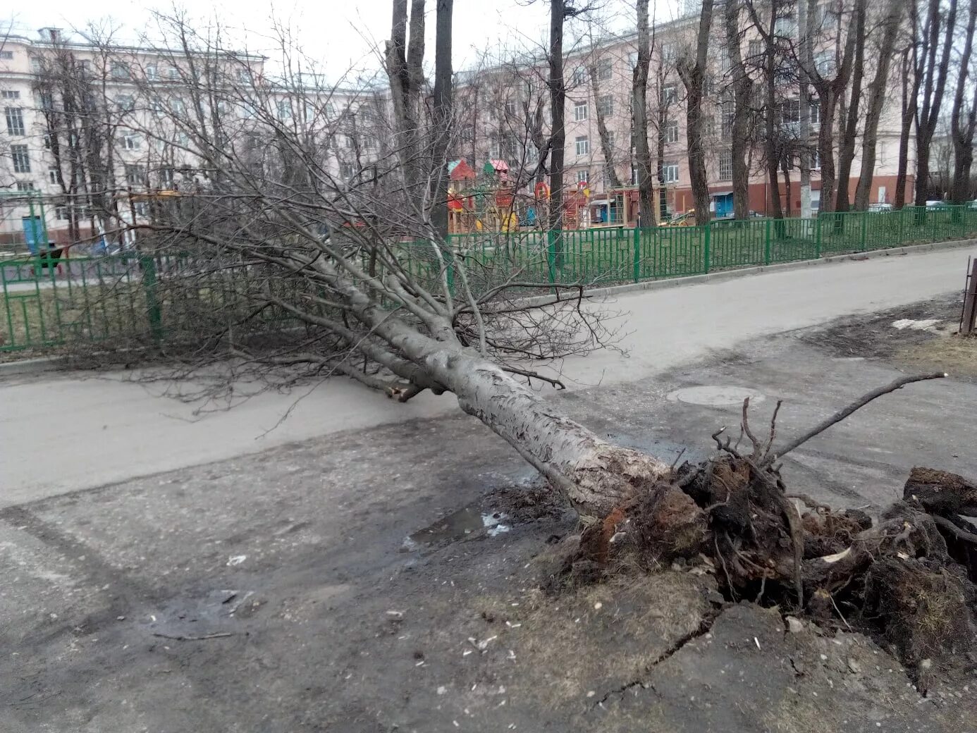 Ветер в москве деревья. Поваленное дерево. Поваленные деревья в Москве. Повалившееся дерево. Упавшее дерево с корнем.