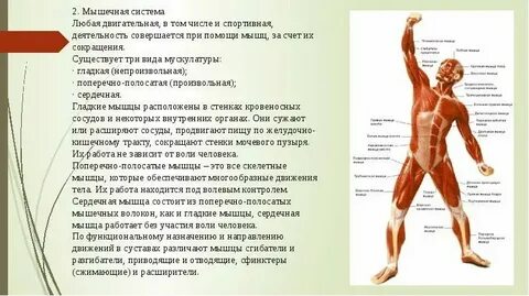 Какие могут быть особенности тела