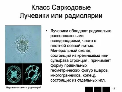 Подтип саркодовые