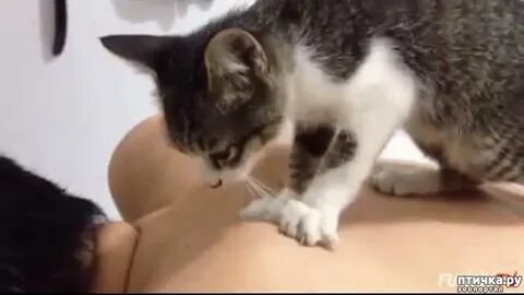Зачем кошка мнет лапами хозяина