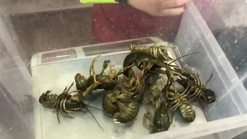 Раки ростовская область