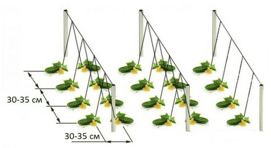 Рассада огурцов расстояние. Огурцы схема посадки в открытый грунт. Огурцы схема посадки в открытый грунт рассадой. Огурцы на шпалере в открытом грунте схема. Схема посева огурцов в теплице семенами.