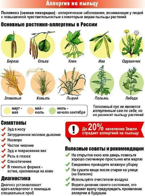Симптомы аллергии на цветение. Растения вызывающие аллергию. Травы вызывающие аллергию. Аллергия на пыльцу. Растения и деревья вызывающие поллиноз.