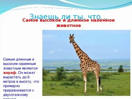 Самым крупным наземным животным является